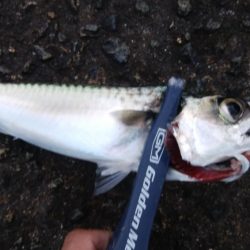 今日もライトショアジギングでツバス