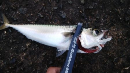 今日もライトショアジギングでツバス