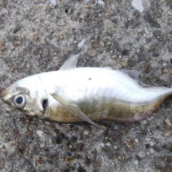 今日はアジを食す為にアジング