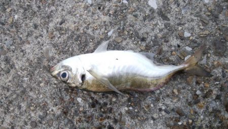 今日はアジを食す為にアジング