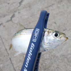 連休2日目も3目達成