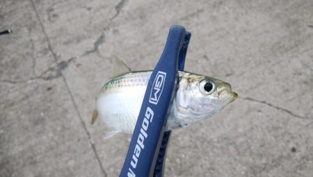 連休2日目も3目達成