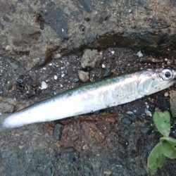 連休3日目雨天強行釣行そして今日も・・・