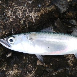 ライトショアジギングで釣れるのは・・・