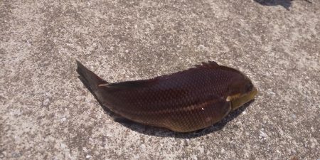 シロギス狙いで。。。