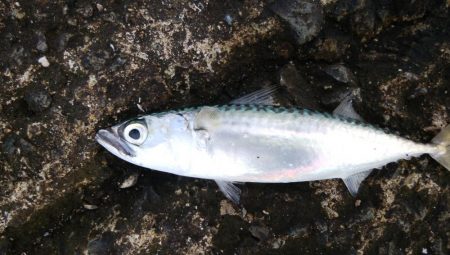 ライトショアジギングで釣れるのは・・・