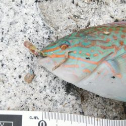 投げ釣りでも単発……