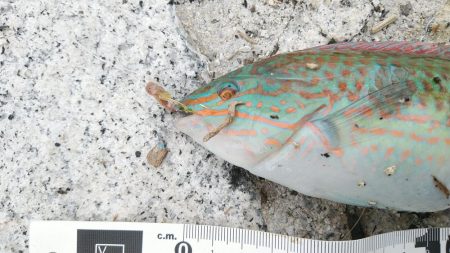 投げ釣りでも単発……