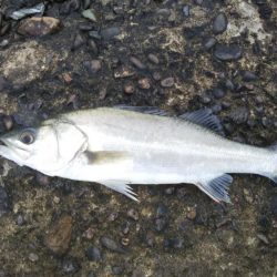 シーバスフィッシング