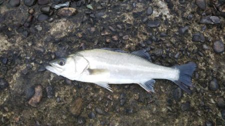 シーバスフィッシング