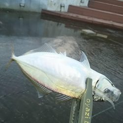 アジ釣り