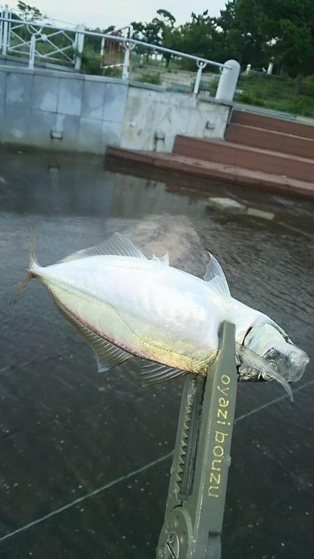 アジ釣り