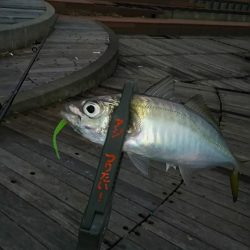 アジ釣り