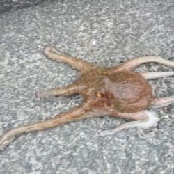 この時期では良型タコ