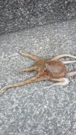 この時期では良型タコ