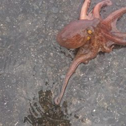 雨の合間のタコ