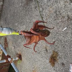 雨後、タコいまいち