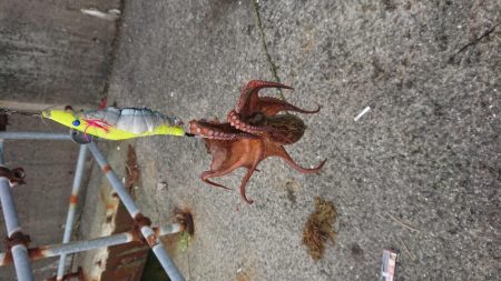 雨後、タコいまいち