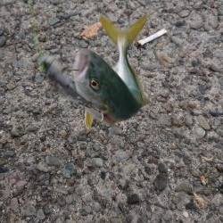 今シーズン初ツバス