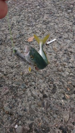 今シーズン初ツバス