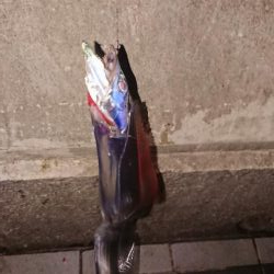 今年初タチウオ