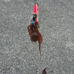 タコ釣れるけど小さい