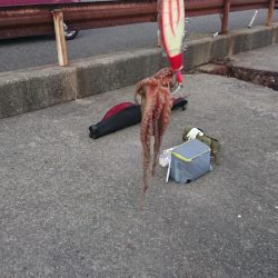 タコ釣れるけど暑い