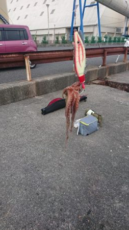 タコ釣れるけど暑い