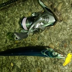 短時間釣行 アタリ連発