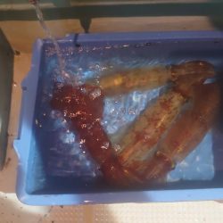 ケンサキイカを求めて