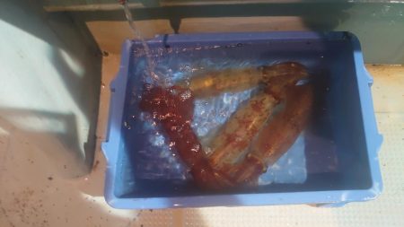 ケンサキイカを求めて