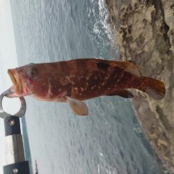 アコウ狙い釣行