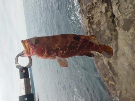 アコウ狙い釣行