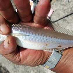 播磨新島撃沈後高砂港でリベンジ