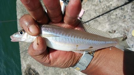 播磨新島撃沈後高砂港でリベンジ