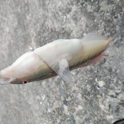 播磨新島キス調査