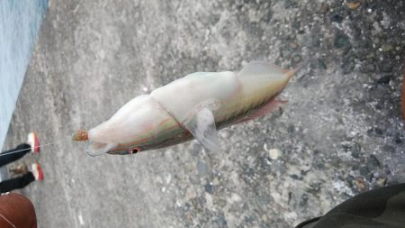 播磨新島キス調査