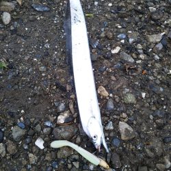 青物狙いでしたが……