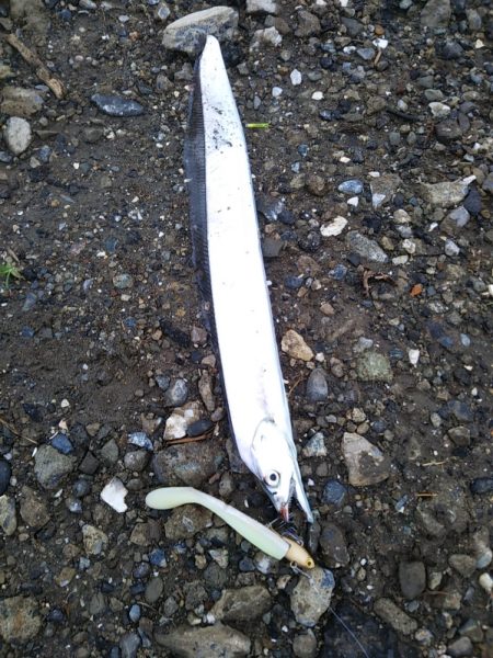 青物狙いでしたが……