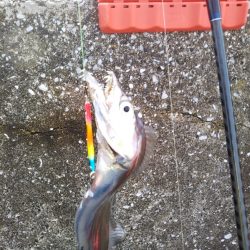 日中も良いペースで……