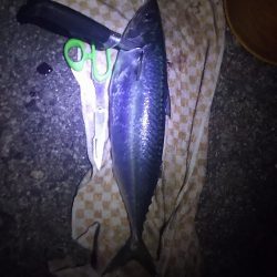 今年、大サバ狙い6回目。