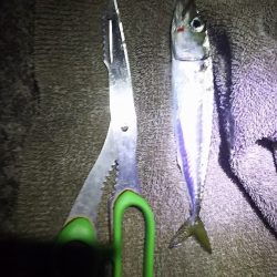 サバサバサバサバ、サバ食べた~い。