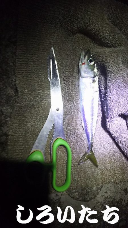 サバサバサバサバ、サバ食べた~い。