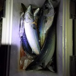 大サバＧＥＴ！