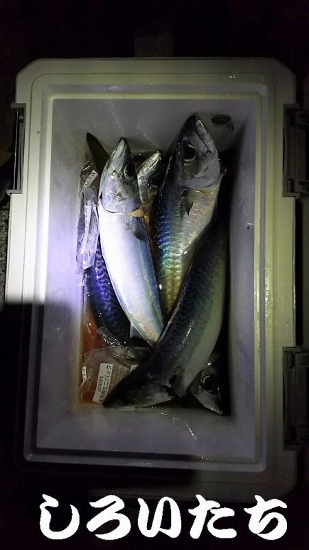 大サバＧＥＴ！