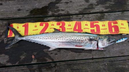 タチウオとサゴシとアジ