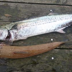 大雨濁りの中サゴシと同行者さんに大型マダイ!(@_@)
