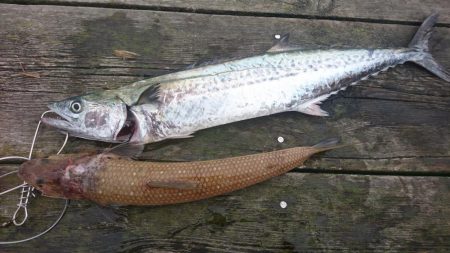 大雨濁りの中サゴシと同行者さんに大型マダイ!(@_@)