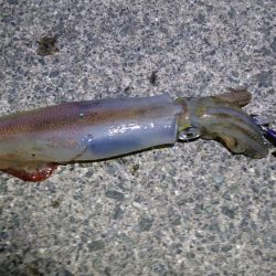 ケンサキイカ８杯