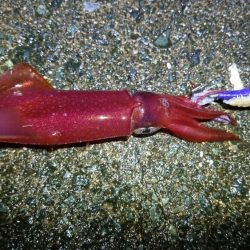 ケンサキエギング、居残りアオリはバラシ。